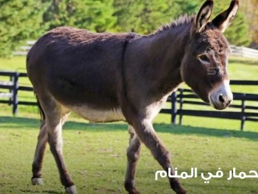 رؤية حمار في المنام ودلالة تغير أحواله في المنام عند المعبرين