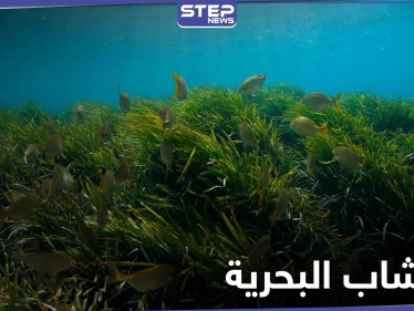 فوائد الأعشاب البحرية وخواصها الصحية و استخداماتها الجمالية للبشرة والشعر