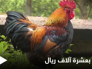 الدجاجة الثمينة.. وصل سعرها 10 آلاف ريال في مكة ومصادر تكشف الأسباب