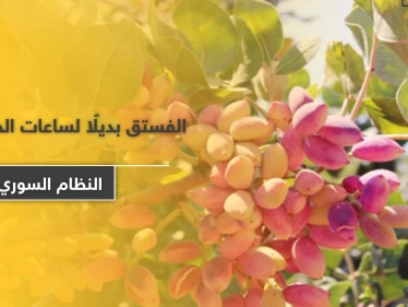 النظام السوري يستولي على محاصيل الفستق الحلبي بـ كفرزيتا وجنوبي إدلب.. مليارات الليرات ستذهب لأسر قتلاه!