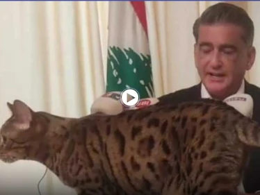 بالفيديو|| هرّة تقتحم مؤتمر صحفي لنائب لبناني سابق.. وردة فعل الأخير لافتة