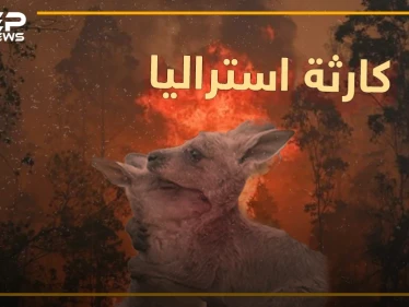 نصف مليار كائن اختفى من الكوكب بسبب حرائق استراليا..