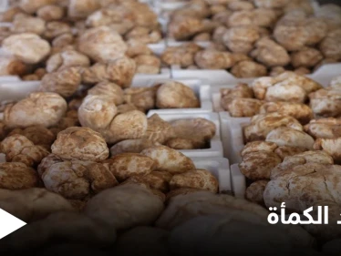 الكمأة.. فوائد صحية عديدة في ثمرة نادرة