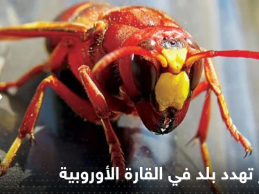 الدبابير "تهدد" دولة في القارة الأوروبية بالغزو أواخر هذا الصيف.. وخبراء يحذرون