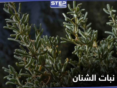 نبات الشنان صيدلية تقدمها لنا الطبيعة