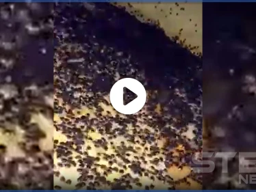 بالفيديو|| هجوم حشرات غريبة على منطقة سعودية بشكلٍ مفاجئ أثار خوف الأهالي والسلطات تتحرك