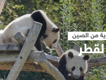 بالفيديو|| هدية فريدة من نوعها تقدمها الصين لقطر بمناسبة كأس العالم