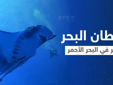بالفيديو|| غواصو البحر الأحمر يلتقون بـ "شيطان البحر" ويوثقون مشاهد مذهلة في الأعماق