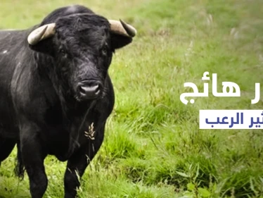 بالفيديو|| مواجهة عنيفة بالأسلحة النارية بين أهالي قرية باكستانية وثور أسود ضخم أثار رعبهم