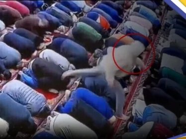 بالفيديو|| لحظة طعن إمام مسجد أمريكي أثناء صلاة الفجر والقبض على الفاعل
