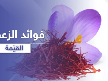 الزعفران مصدر لقيم غذائية عالية .. يحمي من تلف شبكية العين والزهايمر