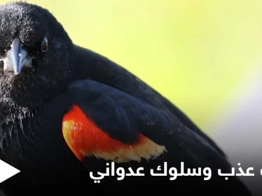 يدافع بشراسة عن أرضه وأنثاه.. عدوانية الشحرور ذو الأجنحة الحمراء رغم صغر حجمه وصوته العذب