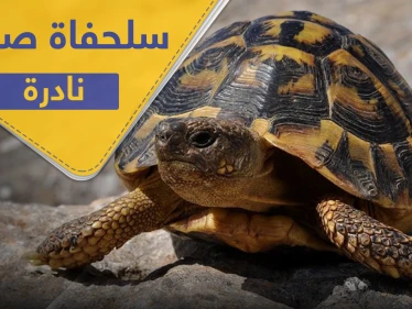 العثور على سلحفاة صفراء "نادرة" في الهند وخبير يكشف سبب لونها (فيديو)