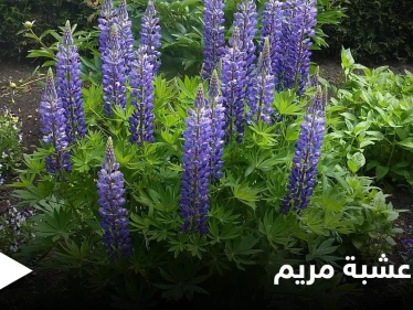 عشبة مريم.. صيدلية تحتوي على أنجح العلاجات وبديلة عن الأدوية الكيميائية
