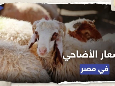 مع اقتراب عيد الأضحى.. أسعار الأضاحي في مصر 2023