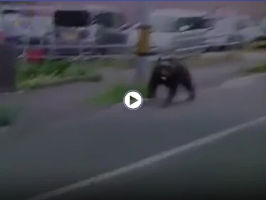 بالفيديو|| دب غاضب يقتحم معسكراً في اليابان ويصيب 4 أشخاص والسلطات تطلق النار عليه