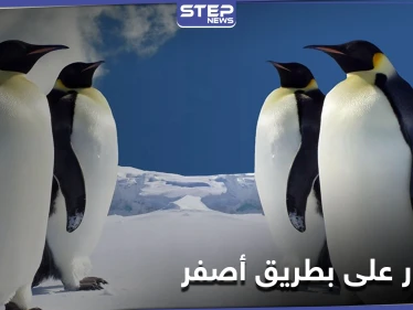 اكتشاف بطريق أصفر فريد من نوعه جنوب المحيط الأطلسي