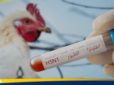 وزير ألماني يدق ناقوس الخطر بسبب تفشي انفلونزا الطيور - وكالة ستيب نيوز