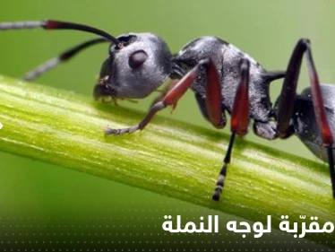 شاهد|| مصور يلتقط صورة مقرّبة لوجه النملة "ستجعلك ترى الكوابيس"