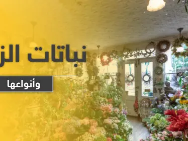 9 أنواع من نباتات الزينة سيسعدك وجودها في منزلك وحديقتك - وكالة ستيب نيوز