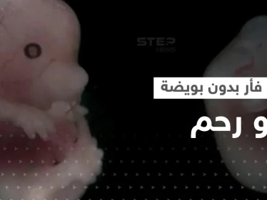 بسابقة علمية.. علماء يطوّرون جنين فأر بقلب نابض في المختبر بدون بويضة أو رحم