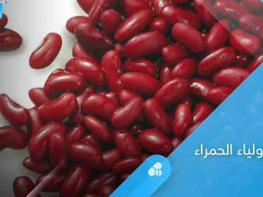 الفاصولياء الحمراء كنز غذائي تعرف على فوائدها للقلب والجهاز الهضمي إليك أهم المعلومات