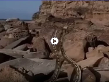 بالفيديو|| أستراليا.. شجار عنيف بين ثعابين ضخمة بعد انزلاقها بين الصخور يثير صدمة الحاضرين