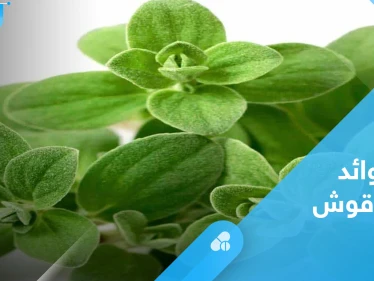 مع اقتراب الشتاء تعرف إلى فوائد البردقوش الصحية