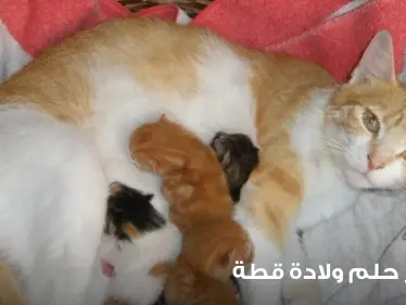 تفسير حلم ولادة القطة بجميع الدلالات والتفاسير المختلفة - وكالة ستيب نيوز