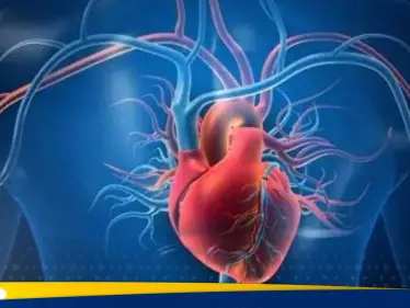 قلب نابض على شريحة إلكترونية.. هل ينتصر على المرض القاتل الأول عالميا - وكالة ستيب نيوز