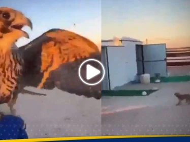 صقر يهاجم عاملة منزلية في مخيم صحراوي.. شاهد ردة فعلها