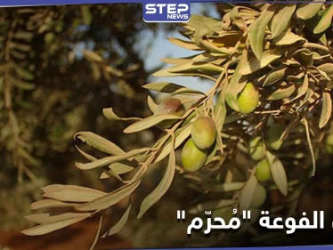 موسم الزيتون بالفوعة.. هيئة تحرير الشام تستحوذ وتمنع الأهالي من الاستفادة