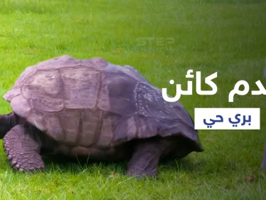 بالفيديو|| أقدم كائن حي على وجه الأرض يكمل عامه الـ 190 في منفى نابليون بونابارت الشهير ويدخل موسوعة غينيس