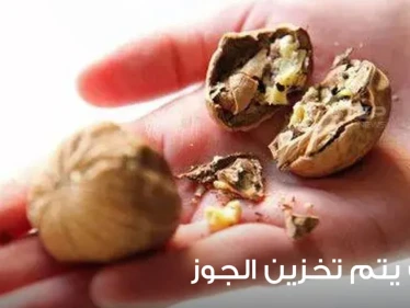 كيف يتم تخزين الجوز؟ ومتى يتم حصاده؟