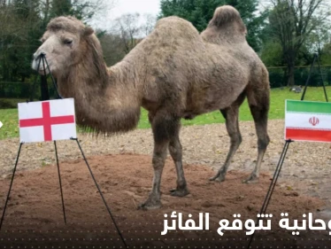 ناقة روحانية تكشف توقعاتها حول الفائز من مباراة قطر والإكوادور وإنجلترا وإيران