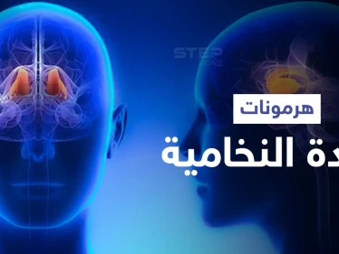 تعرّف على أهمية الغدة النخامية وهرموناتها الضرورية للحياة الزوجية والإنجاب