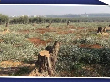 خاص|| قادة المعارضة الموالية لتركيا يقضون على الثروة الحراجية شمالي حلب بهدف التجارة بالحطب!