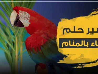 رؤية الببغاء في المنام تأويلها وتفسيرها بأكثر من رواية