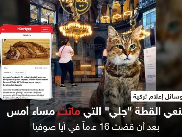 القطة "جلي" تودع آيا صوفيا بعد 16 عاماً فيه بالتزامن مع الانتخابات الأمريكية وانشغال الإعلام فيها