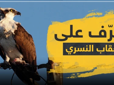 بالصور|| تعرّف إلى العقاب النسري الذي اصطاد سمكة قرش كبيرة.. سرعته تزيد عن 70 كلم بالساعة