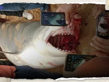 بعد العثور على نصف جسد السائح الروسي ببطنه.. شاهد ما فعلته السلطات المصرية بالقرش