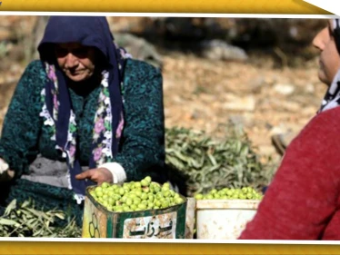 على الرغم من انتاجه بمناطق سيطرة المعارضة.. أولى شحنات زيت الزيتون السوري تصل روسيا!