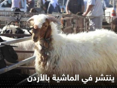 مرض خطير ينتشر في أسواق الماشية بالأردن.. والسلطات تستنفر