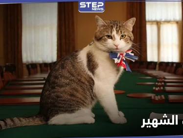 من هو لاري.. أول قط يمتلك منصباً في رئاسة الوزراء البريطانية