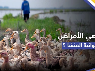 لماذا تتزايد الأمراض التي تنتقل من الحيوانات إلى البشر.. دراسة تجيب