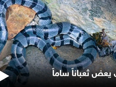 هندي يعض ثعبان سام ويقبض عليه بأسنانه حتى الموت انتقاماً منه وتعليقه على الحادثة