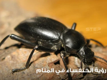 تفسير رؤية الخنفساء في المنام باختلاف أحوالها عند أغلب المعبرين