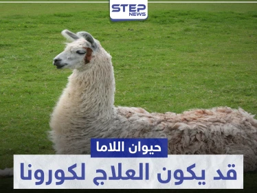 قد يكون العلاج.. حيوان "اللاما" ينتج أجسام مضادة لفيروس كورونا