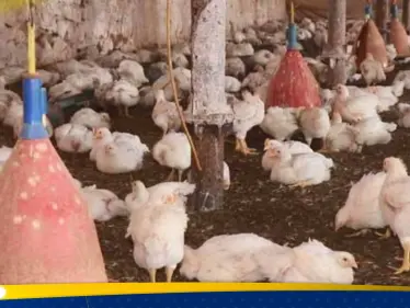 تحذير صحي في سوريا من انتشار “طاعون الدجاج”.. والسلطات تؤكد تسجيل إصابات - وكالة ستيب نيوز