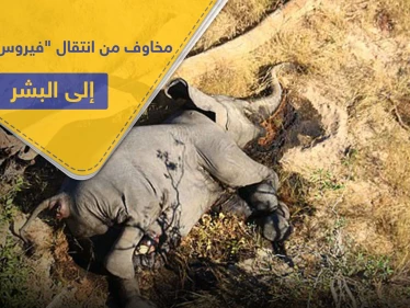 شكوك حول "فيروس غامض" أودى بحياة الفيلة بإفريقيا.. ومخاوف من انتقاله إلى البشر